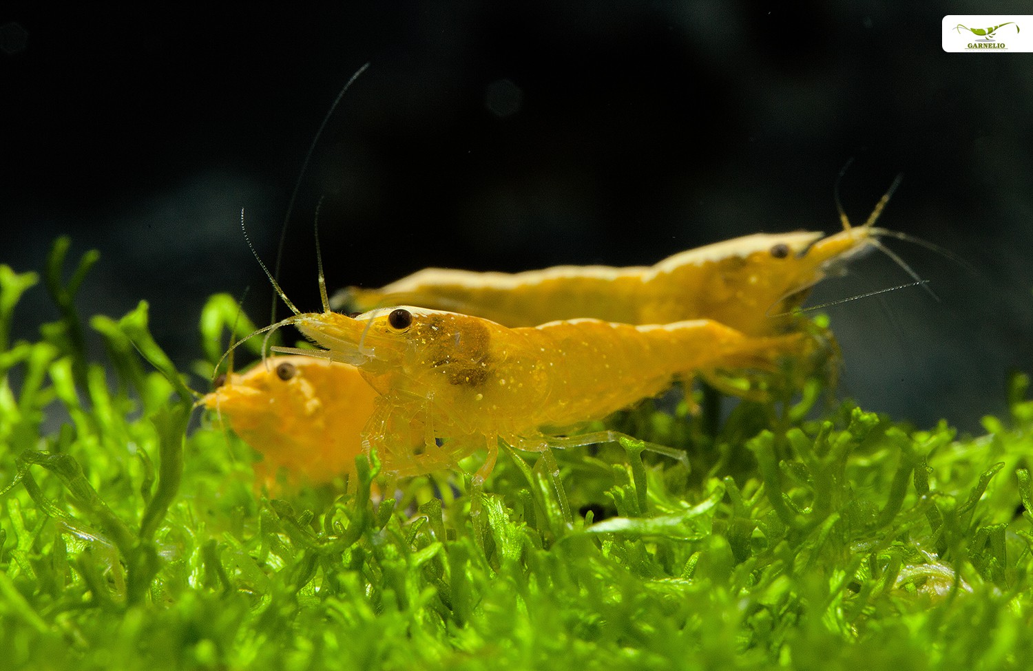 Neon Yellow Fire Shrimp